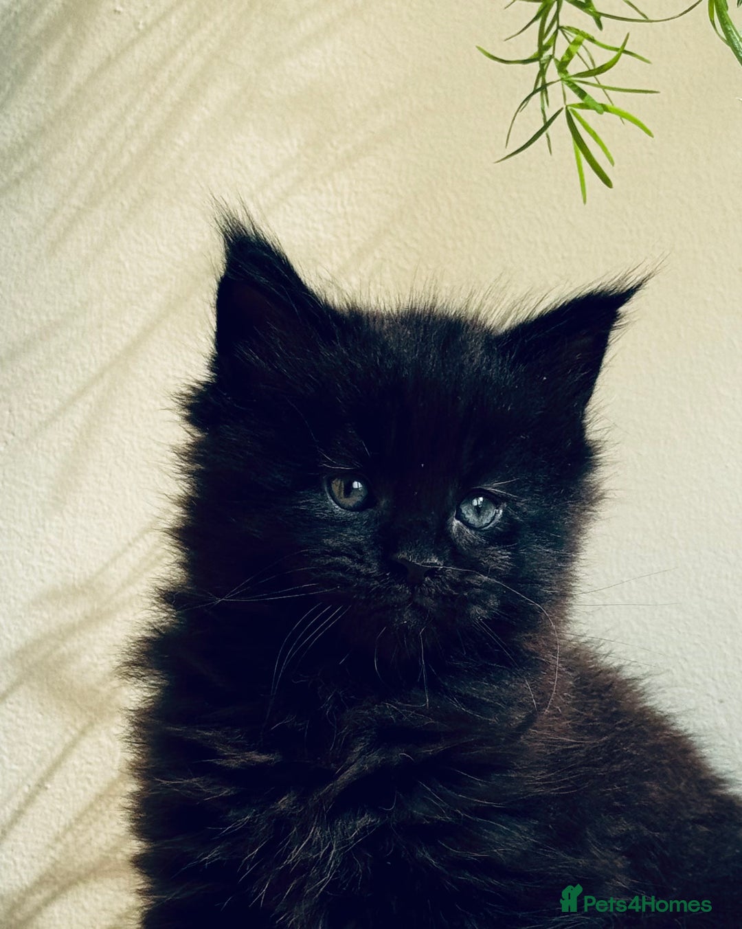 Maine Coon cats for sale: Maine Coon kittens - Advert 13