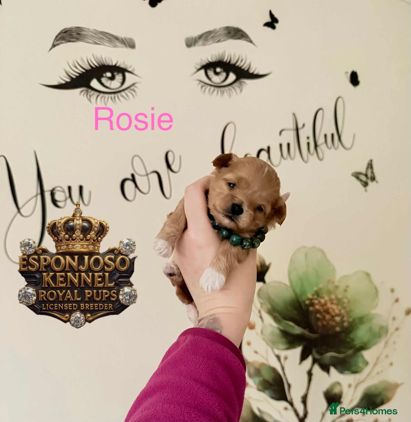 Maltipoo dogs 👑One in a Million F1 Asian Maltipoo👑 - Advert 12
