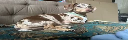 Miniature Dachshund dogs for stud: Miniature, short hair stud in Romford - Advert 18