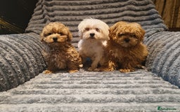 Maltipoo dogs for sale: Toy Maltipoo Ready to go - Image 1