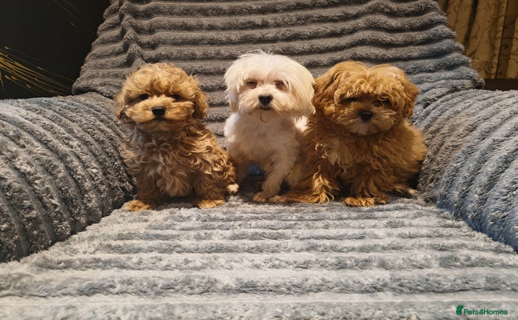 Maltipoo dogs - Advert 10