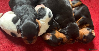 Cocker Spaniel dogs - Advert 6