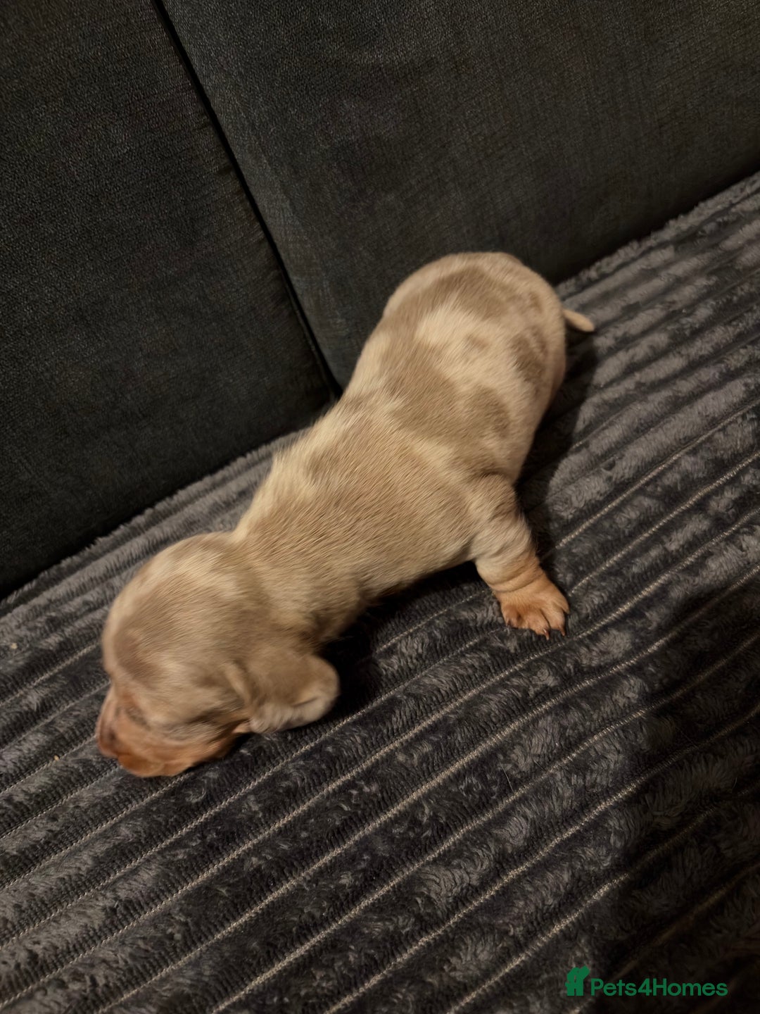 Miniature Dachshund dogs for sale: 🐾 Miniature Dachshund Puppies KC Registered  - Advert 34