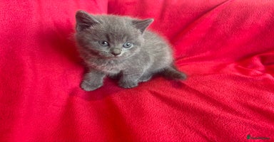 British Shorthair cats - Advert 6