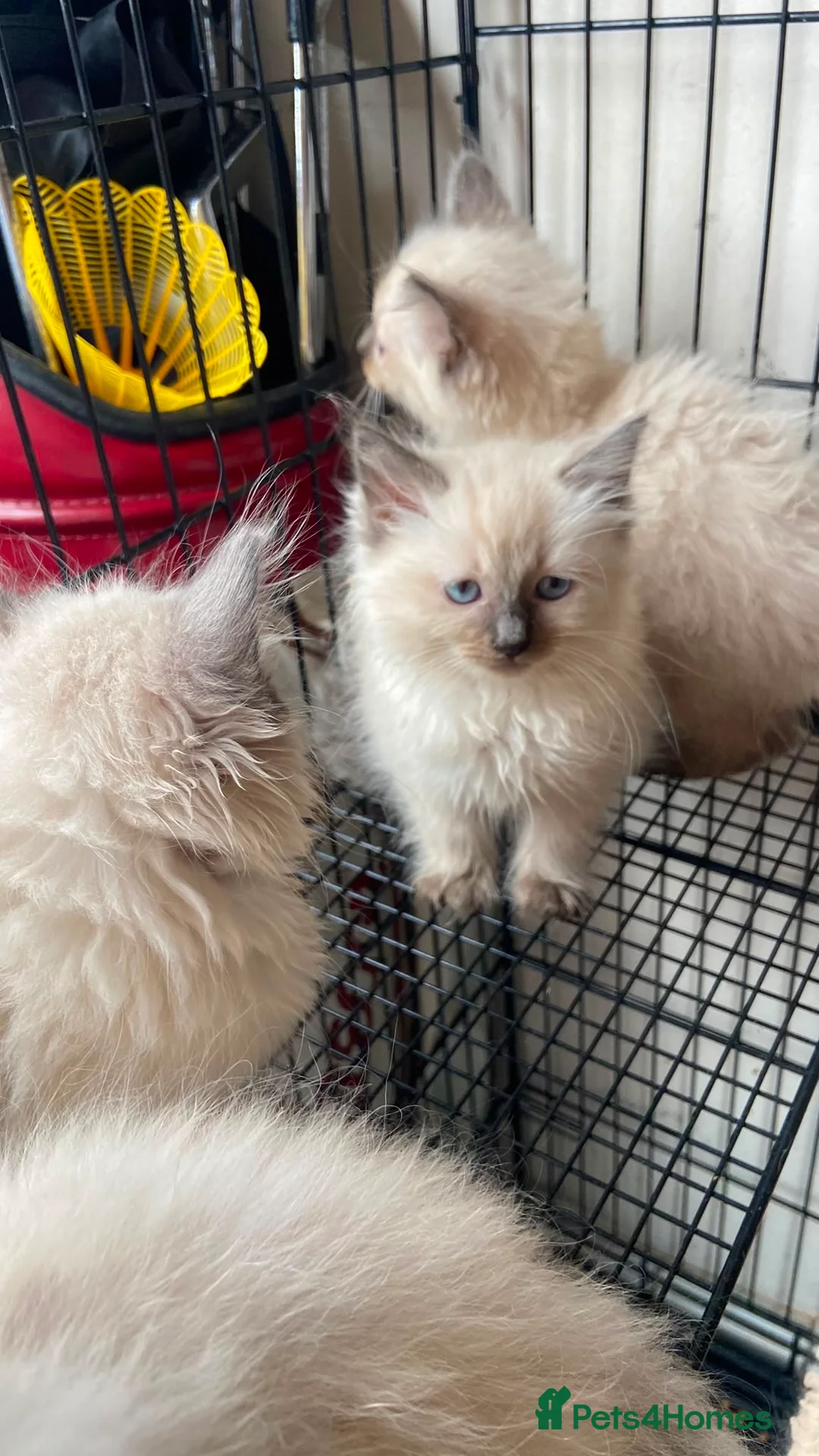 Ragdoll cats for sale: Ragdoll kittens - Advert 18