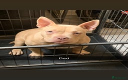 American Bully dogs for sale: Pocket bully puppies for sale  - Image 1