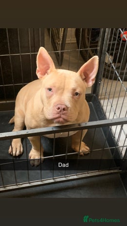 American Bully dogs - Advert 1