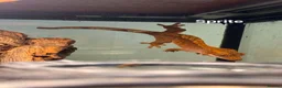Gecko reptiles for sale: Leopard and crested geckos  in Trowbridge - Advert 2