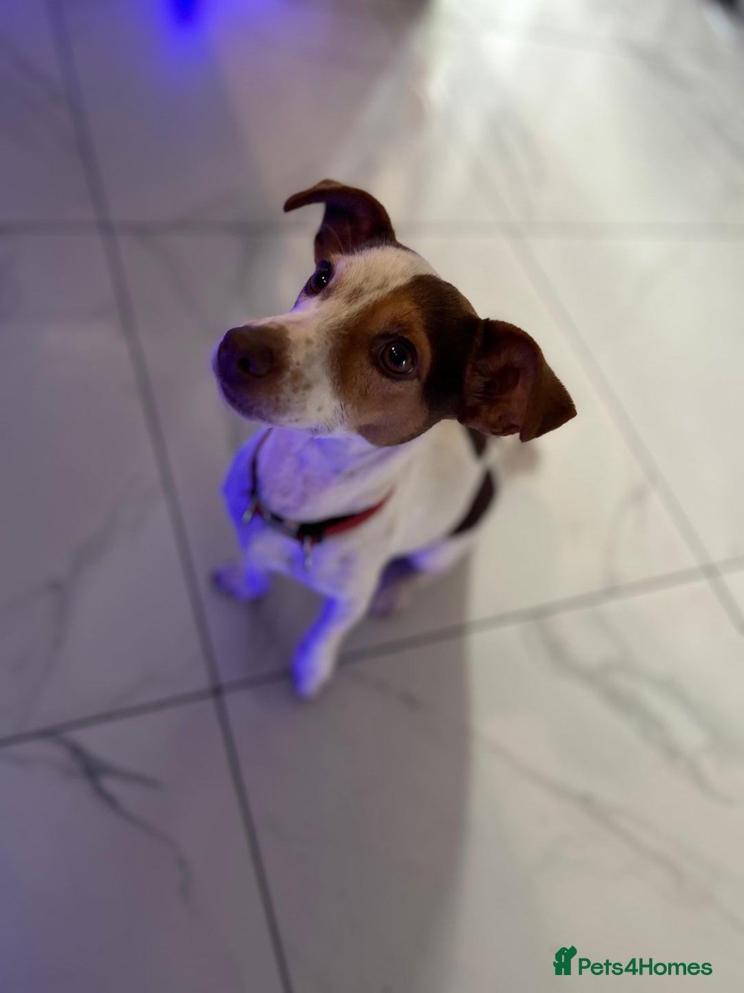 Jack Russell dogs for sale: DONJACKS PUPPIES - Advert 1