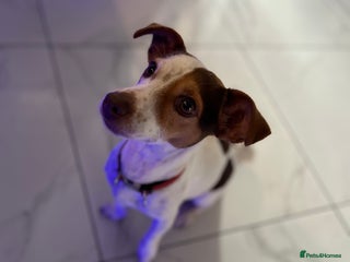 Jack Russell dogs DONJACKS PUPPIES - Advert 1