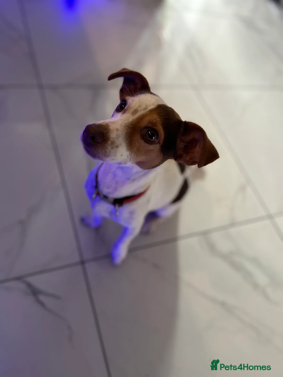 Jack Russell dogs for sale: DONJACKS - fully health tested miniature puppies  - Advert 4