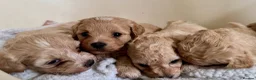 Maltipoo dogs for sale: Exceptional litter of F1 Maltipoo puppies - Advert 28