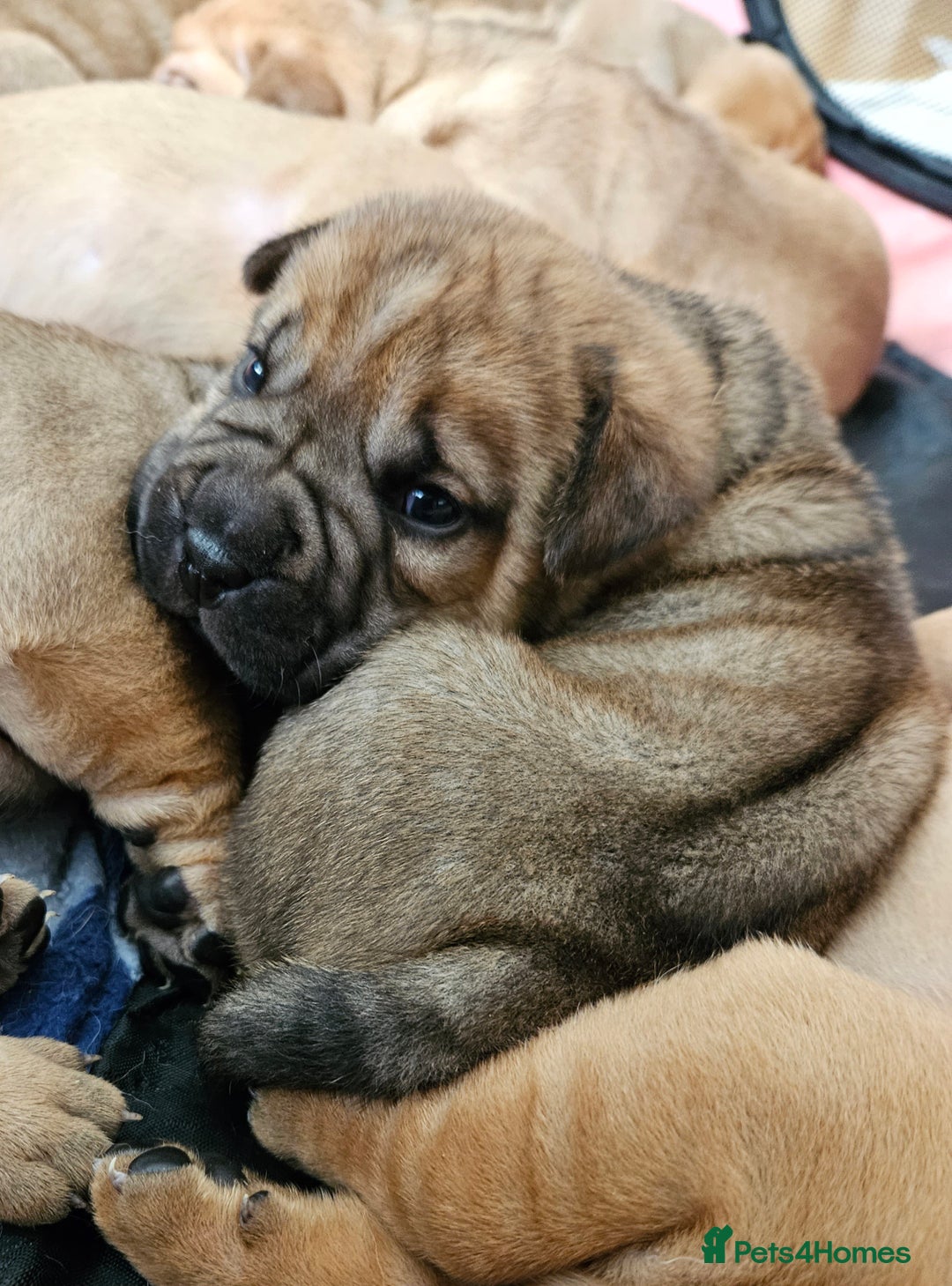 Shar Pei dogs for sale: Shar Pei puppies (READY TO GO NOW) - Image 7