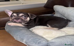 French Bulldog dogs for sale: Frenchies - Image 1