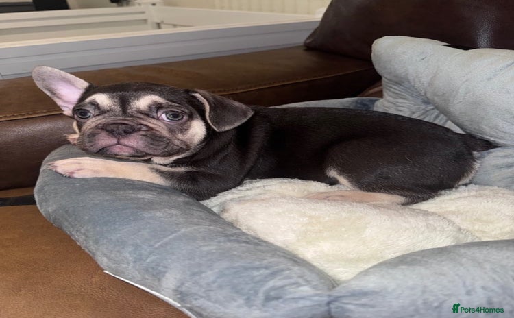 French Bulldog dogs - Advert 13