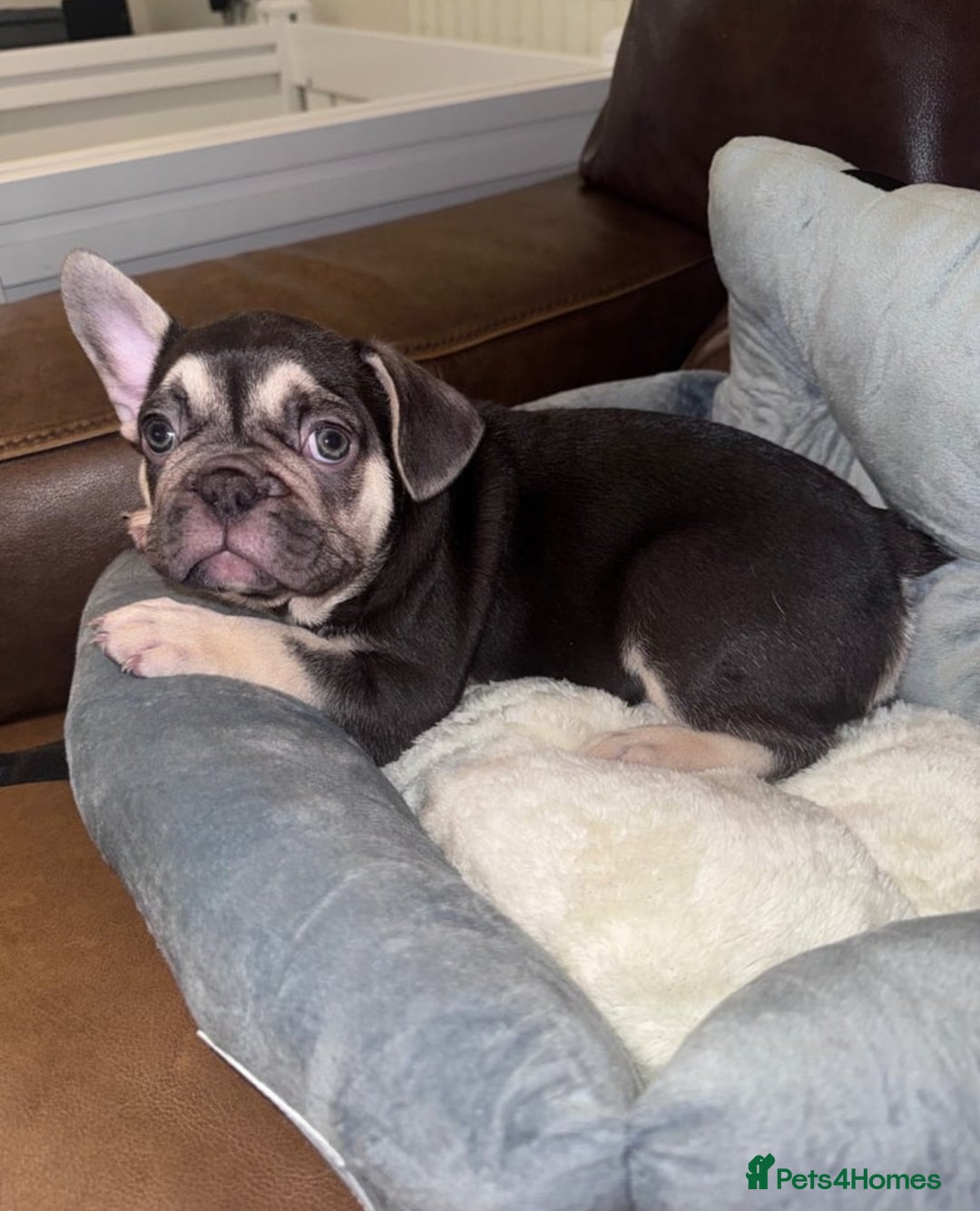 French Bulldog dogs for sale: Frenchies - Image 1