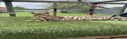 Bengal cats for sale: TICA Active Male Bengal health tested clear - Advert 6