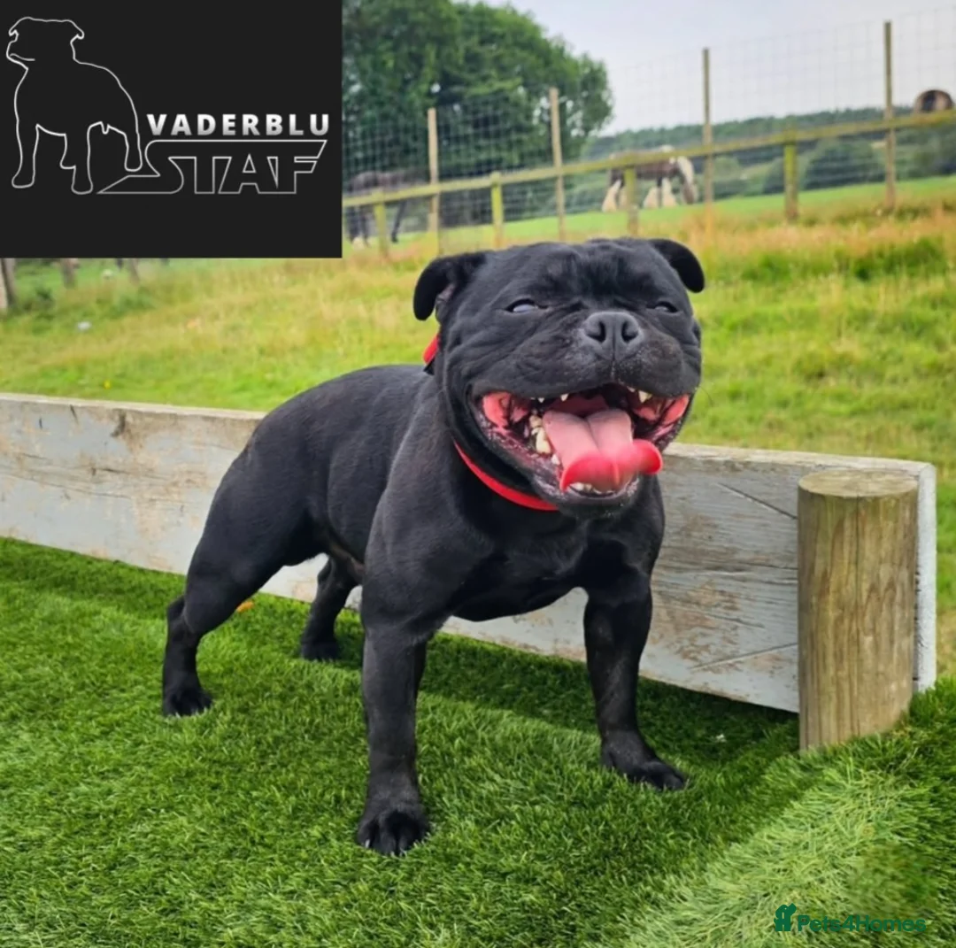 Staffordshire Bull Terrier dogs for stud: The one & only 'Mr T' Champ Sired - Advert 9
