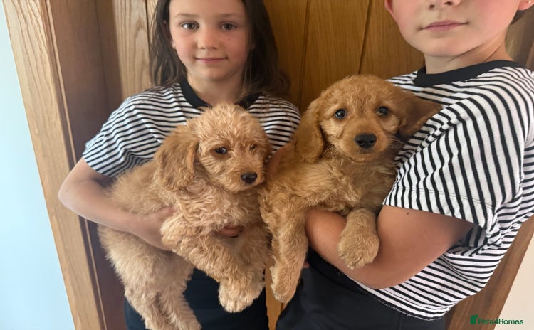 Labradoodle dogs - Advert 3