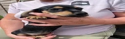 Chiweenie dogs for sale: Beautiful dachshund/chi pups - Advert 3