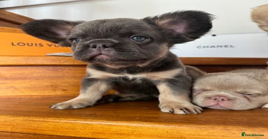 French Bulldog dogs - Advert 5
