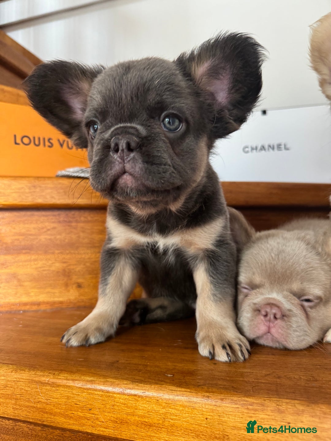 French Bulldog dogs for sale: Quality French bulldog puppies  - Image 3
