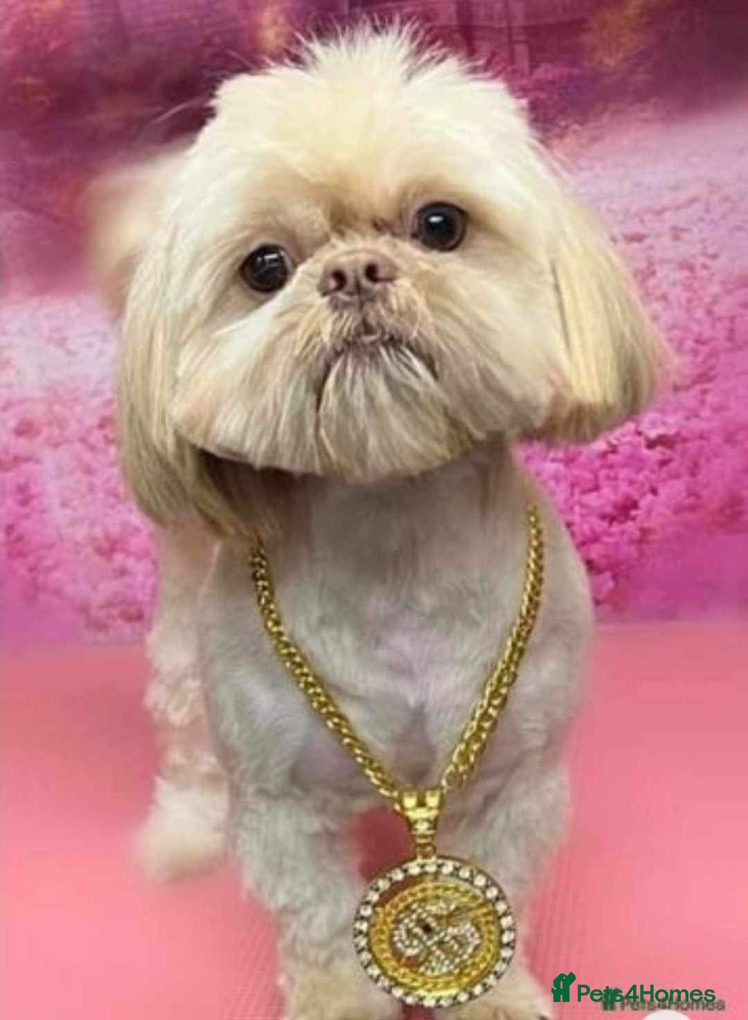 Shih Tzu dogs for sale: Extra special Shih tzu puppies - Image 3