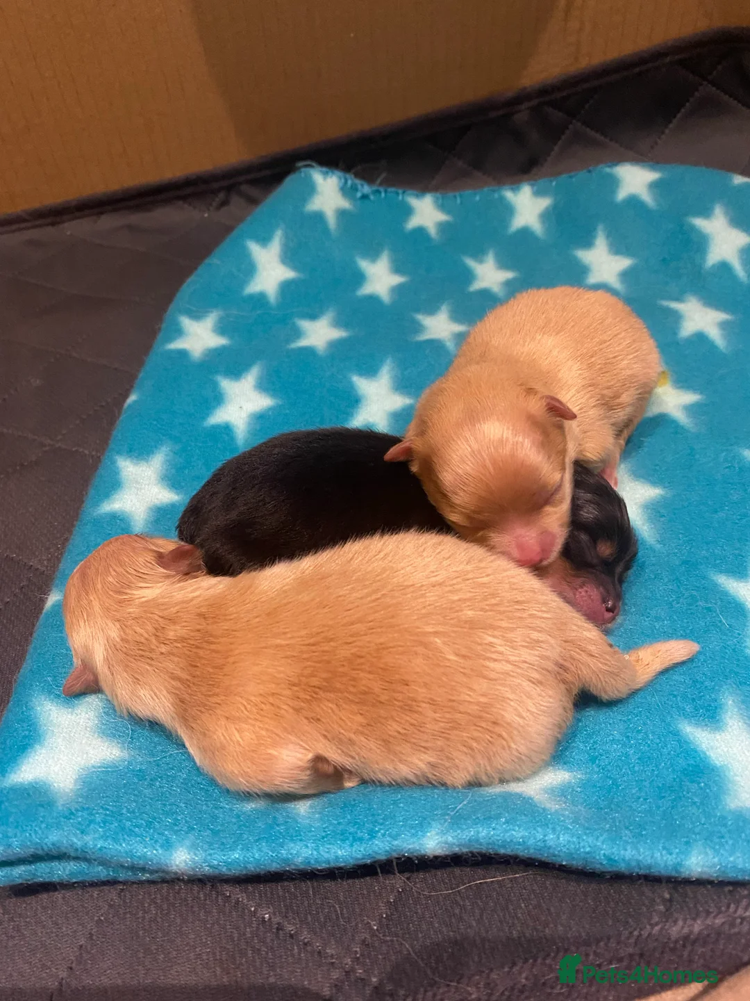 Pomeranian dogs for stud: STUNNING FENDI OPEN AT STUD 🏆CHAMPION SIRED🏆 in Grays - Advert 27