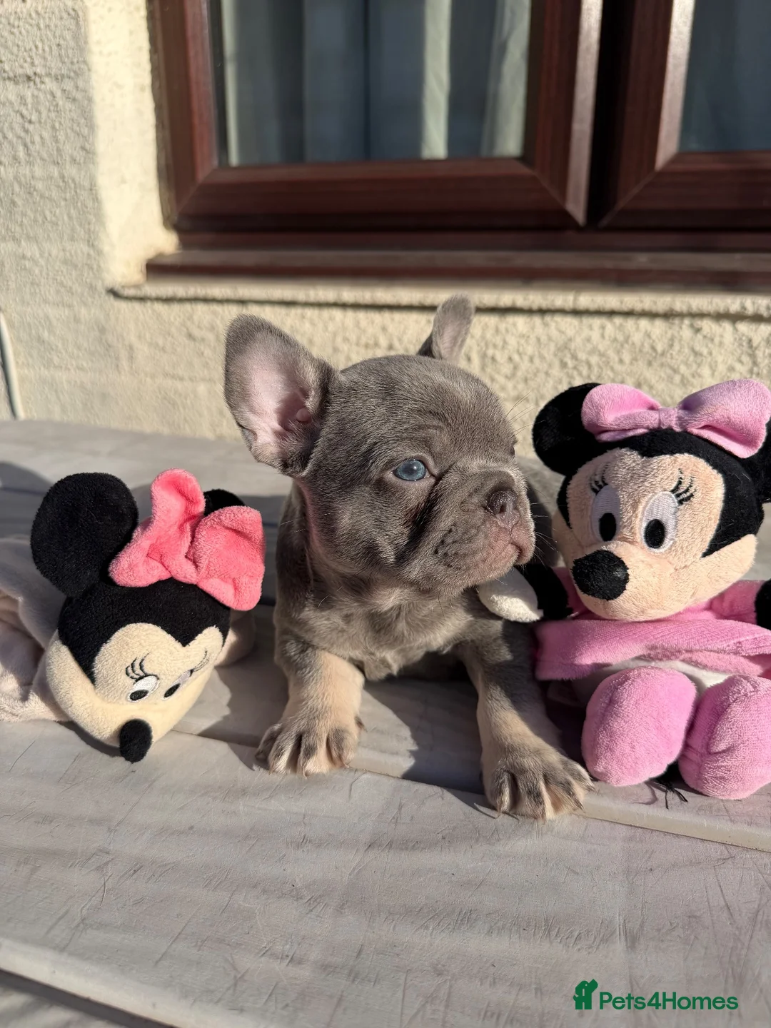 French Bulldog dogs for sale: Blue French Bulldog in London - Advert 2