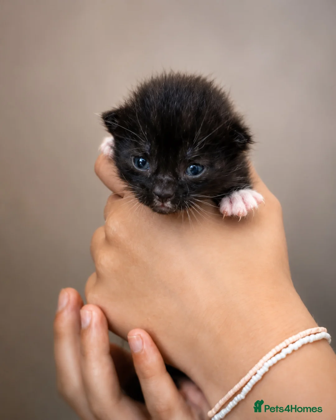 Russian Blue cats for sale: Stunning litter of Russian Blue cross kittens - Advert 17