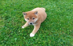 Japanese Shiba Inu dogs for sale: Japanese shiba inu puppies for sale, kc reg.  - Image 4