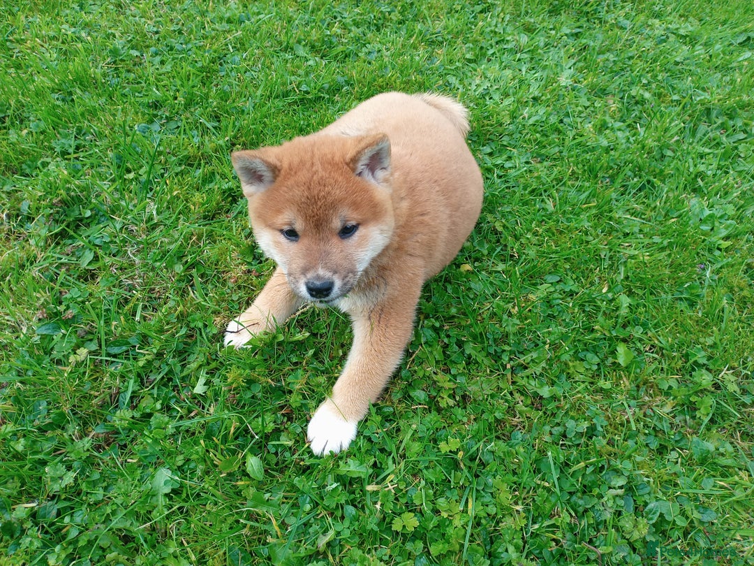Japanese Shiba Inu dogs for sale: Japanese shiba inu puppies for sale, kc reg.  - Image 4