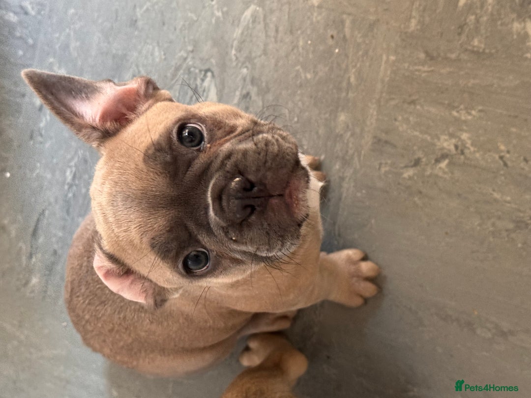 French Bulldog dogs for sale: French bulldogs puppies - Image 15