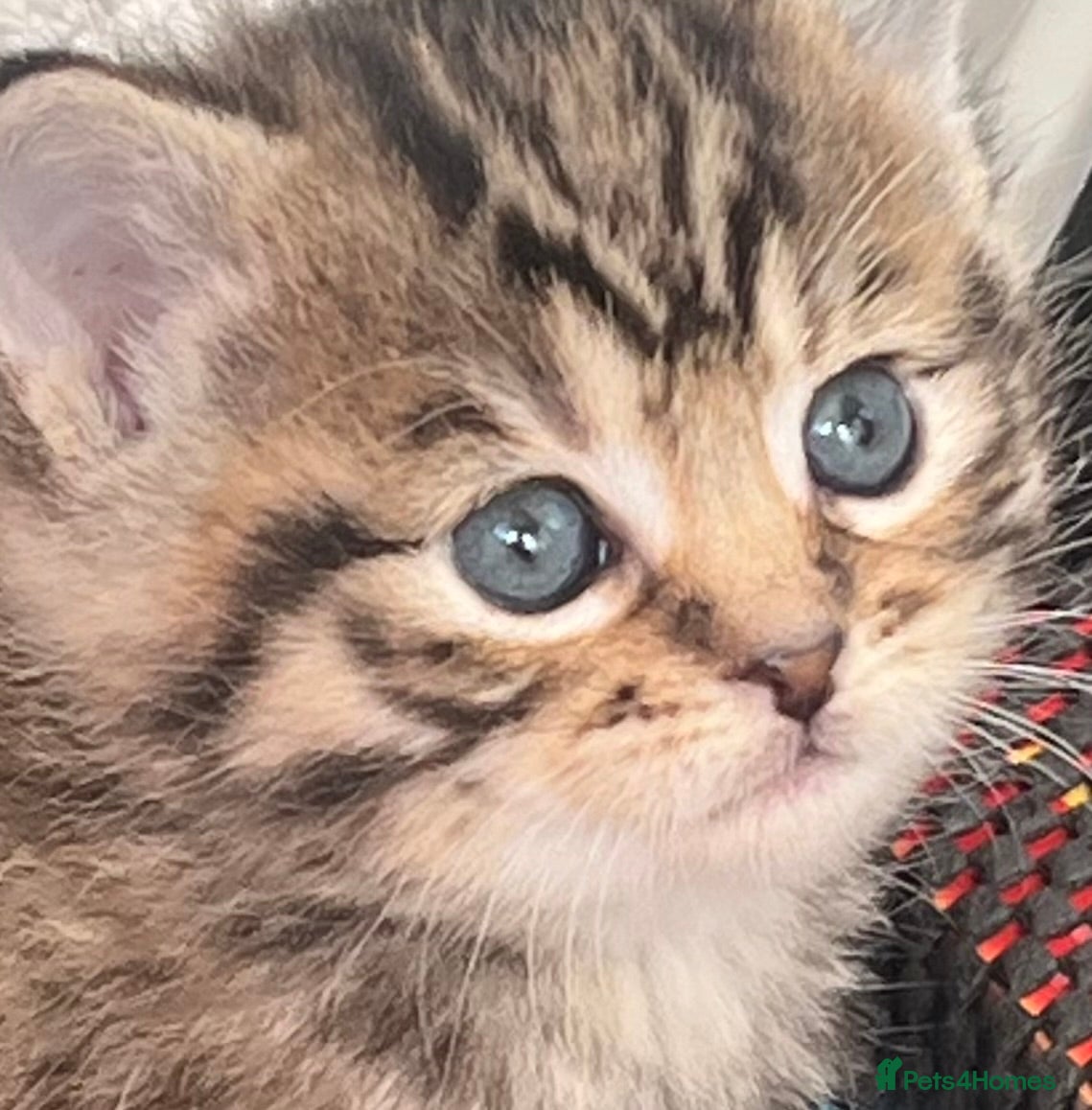 Mixed Breed cats CLEMENTINE’S CUTIES - (MUM with BENGAL)   - Advert 7