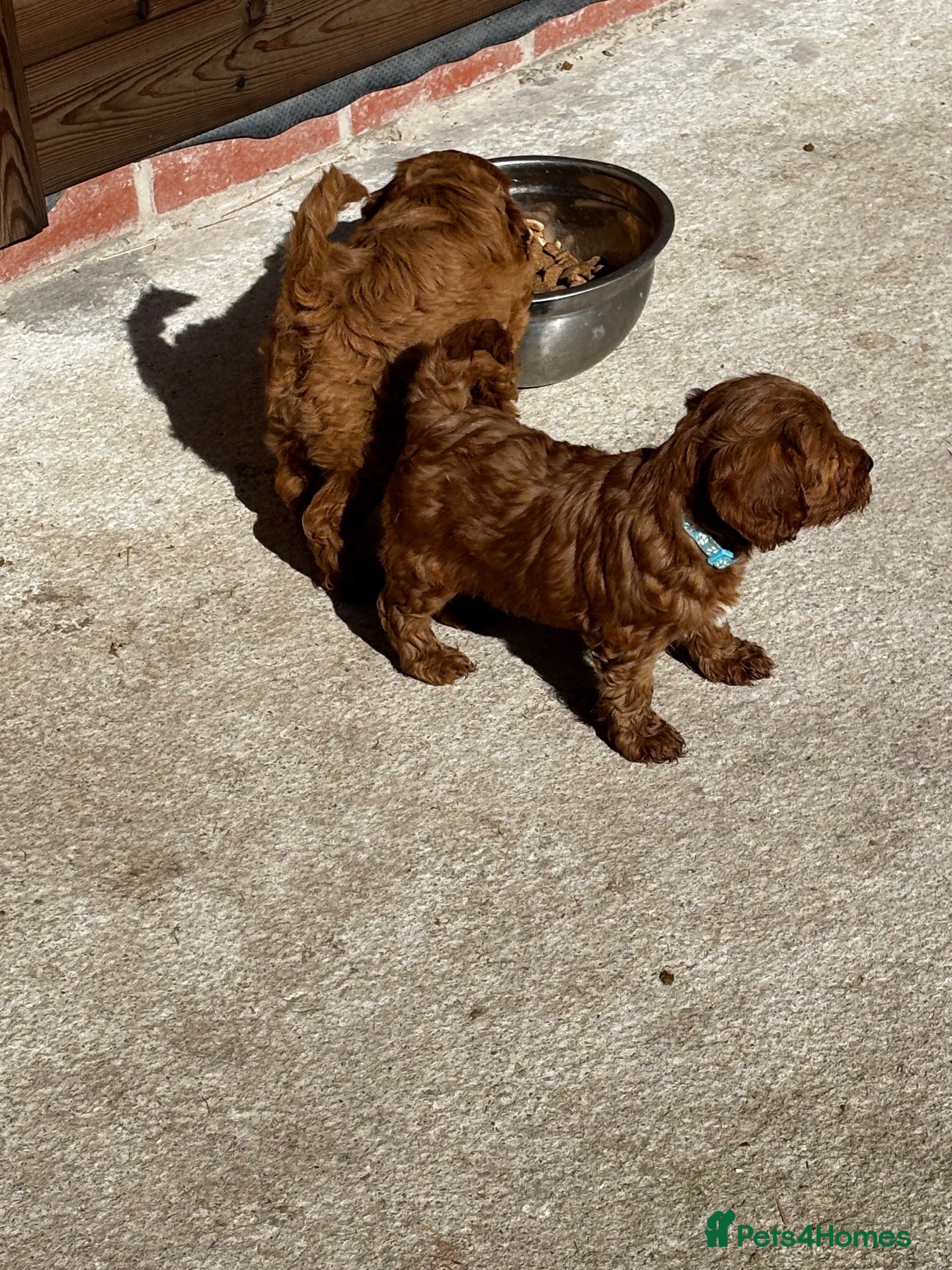 Cavapoo dogs Beautiful Cavapoos available  - Advert 1