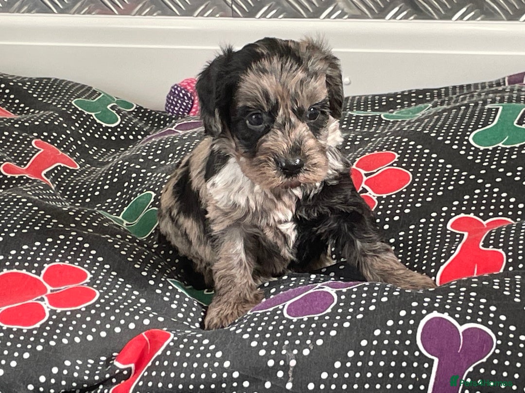 Cockapoo dogs for sale: F1 Cockapoos for sale  - Image 16
