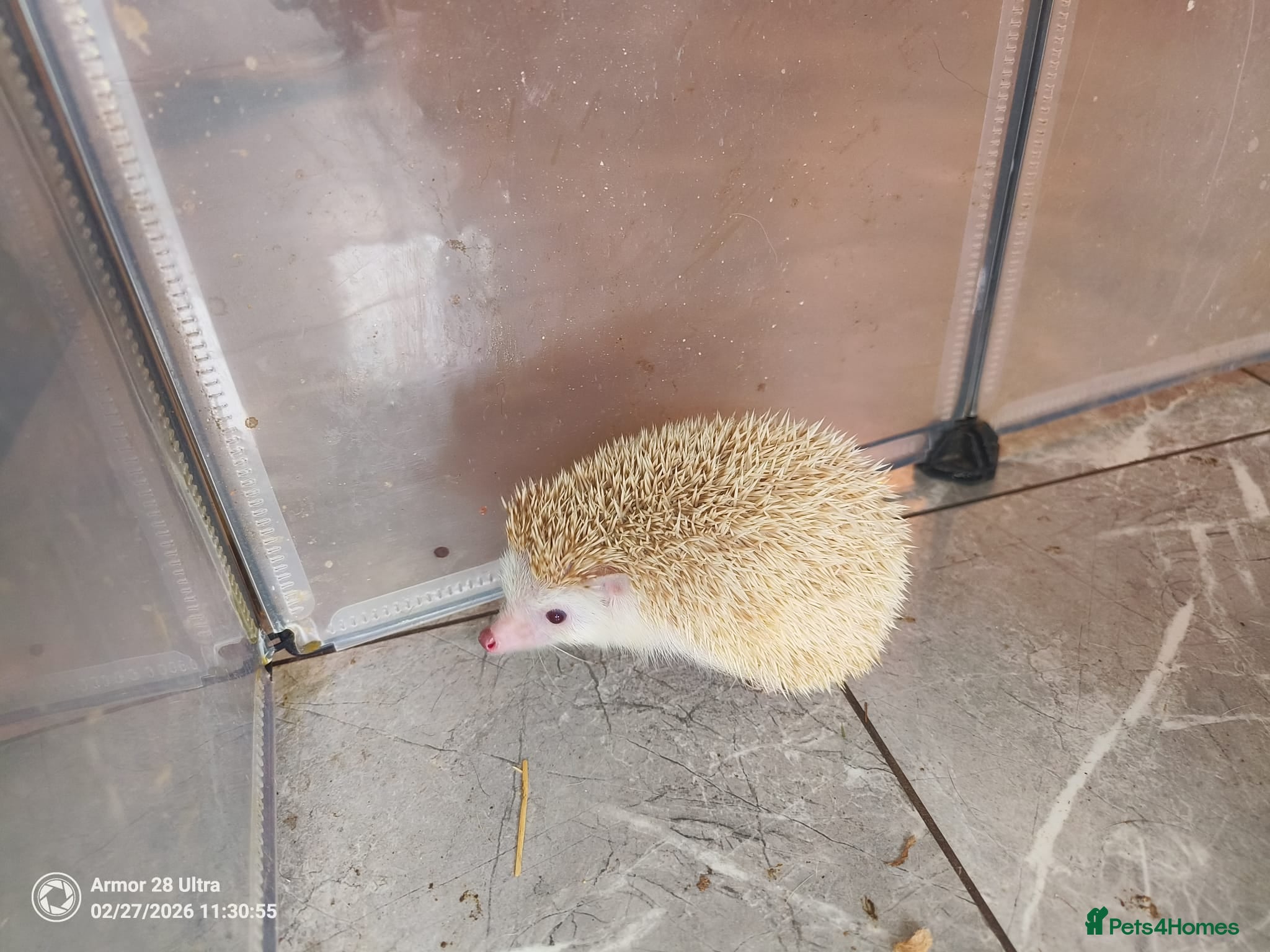 Pygmy Hedgehog rodents A very sad rehoming due to relocation and no pets  - Advert 1