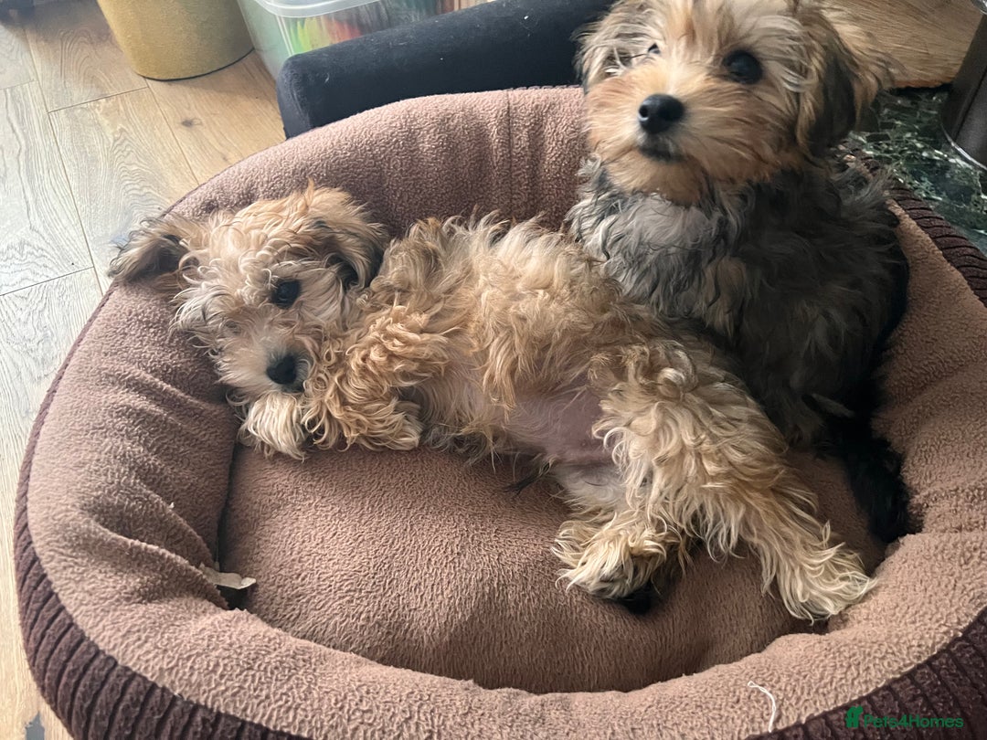 Yochon dogs for sale: Millies first litter  - Image 2