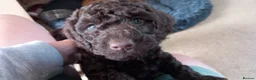 Cockapoo dogs for sale: Last stunning f2b Chocolate cockapoo boy - Advert 12