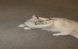 Ragdoll cats for sale: BEAUTIFUL QUEEN BLUE LYNX MITTED RAGDOLL FOR SALE - Image 5