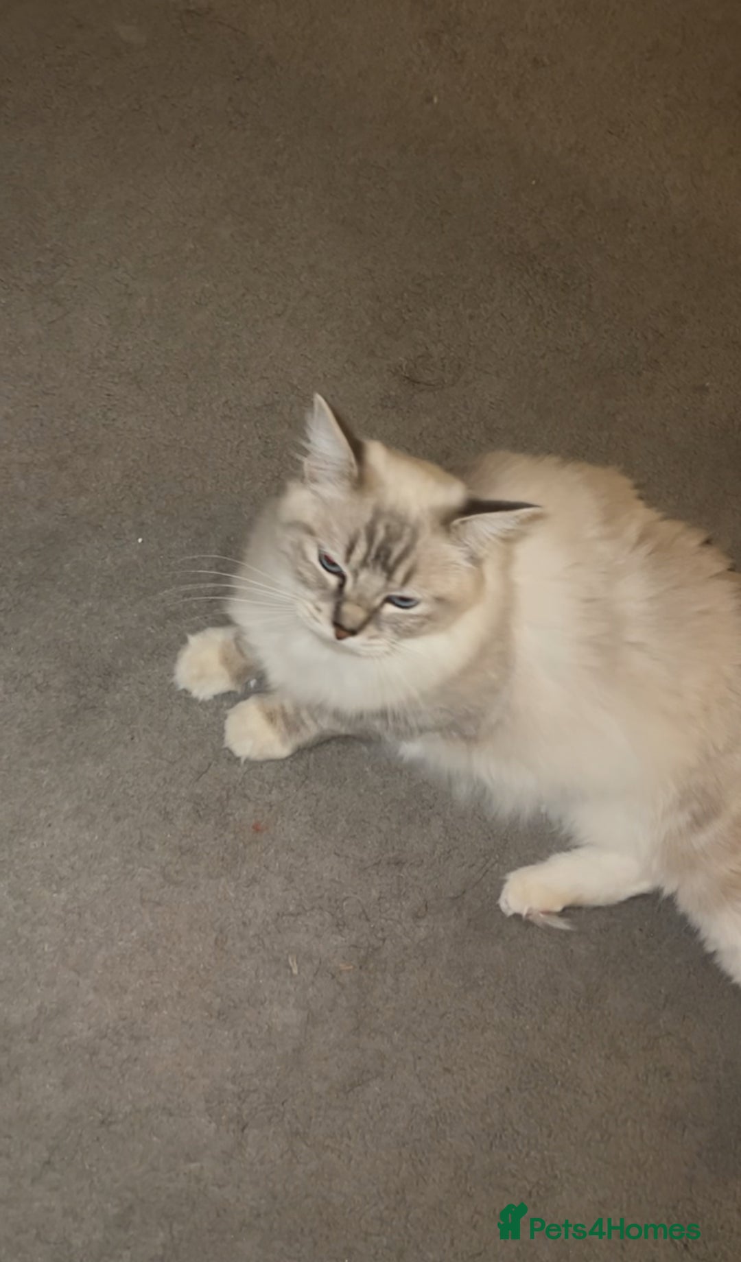 Ragdoll cats for sale: BEAUTIFUL QUEEN BLUE LYNX MITTED RAGDOLL FOR SALE - Image 5