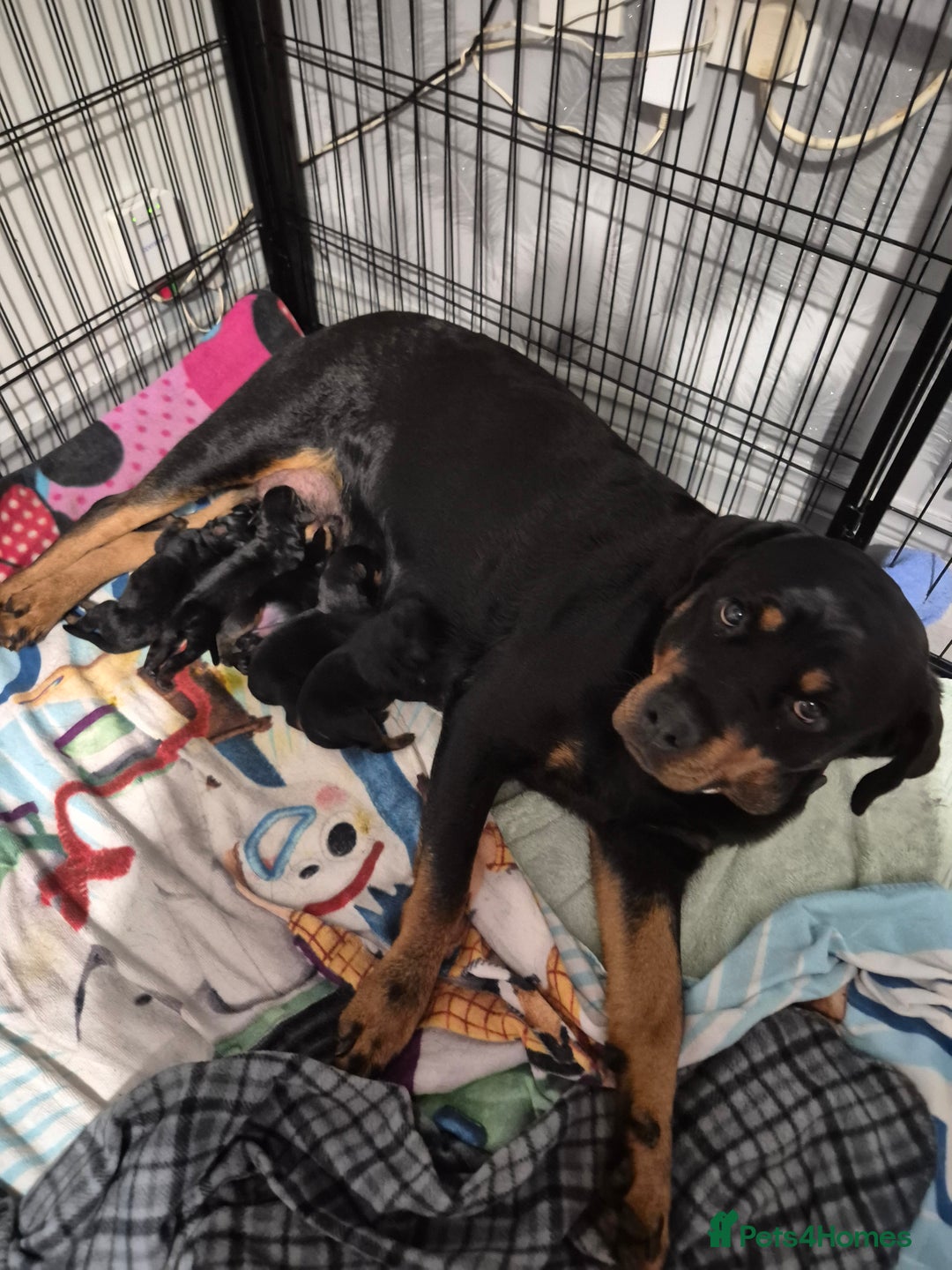 Rottweiler dogs for sale: 4 beautiful rottweiler puppies - Advert 3