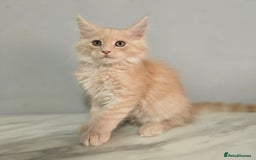 Maine Coon cats for sale: Mainecoon tica registered kittens - Image 5
