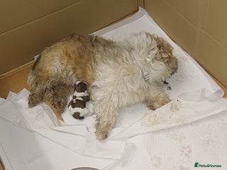 Shih Tzu dogs 3 lovely girl shih tzu puppies - Advert 5