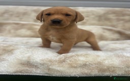 Labrador Retriever dogs for sale: 8 Kennel club reg  health tested chunky Labradors  - Image 10