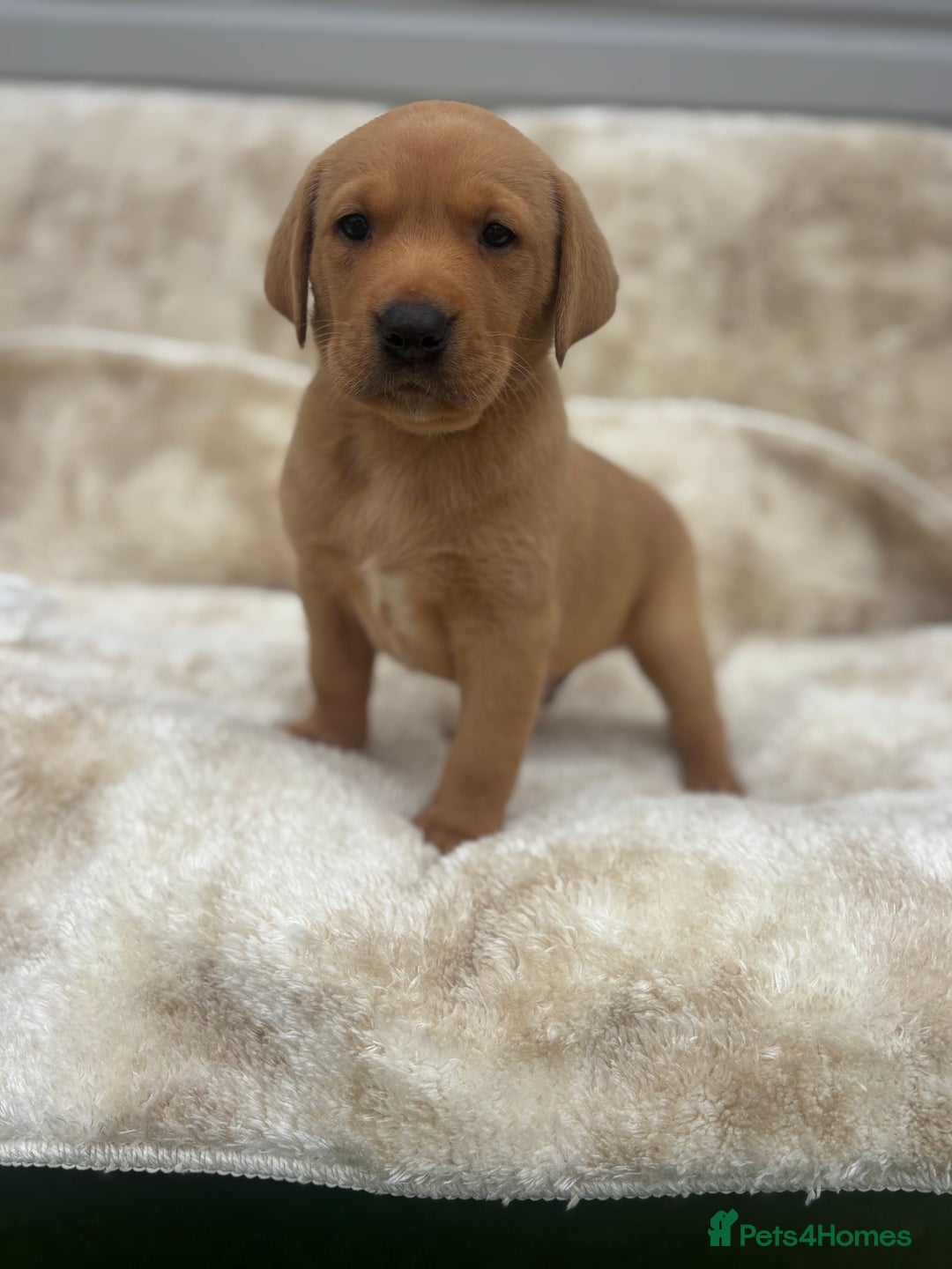 Labrador Retriever dogs for sale: 8 Kennel club reg  health tested chunky Labradors  - Image 10