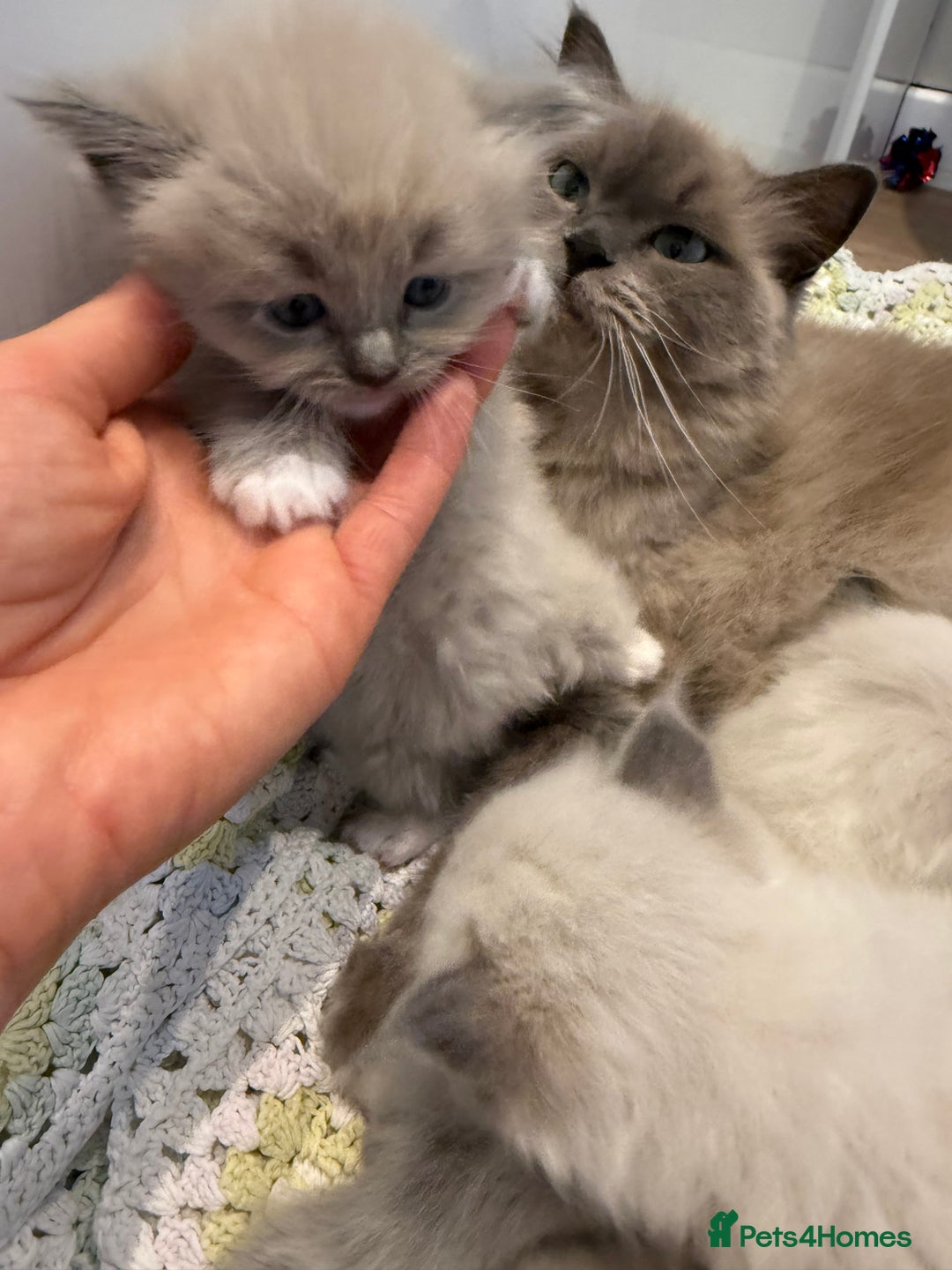 Ragdoll cats for sale: Beautiful mink point Ragdolls! 🩶🤍 - Image 25