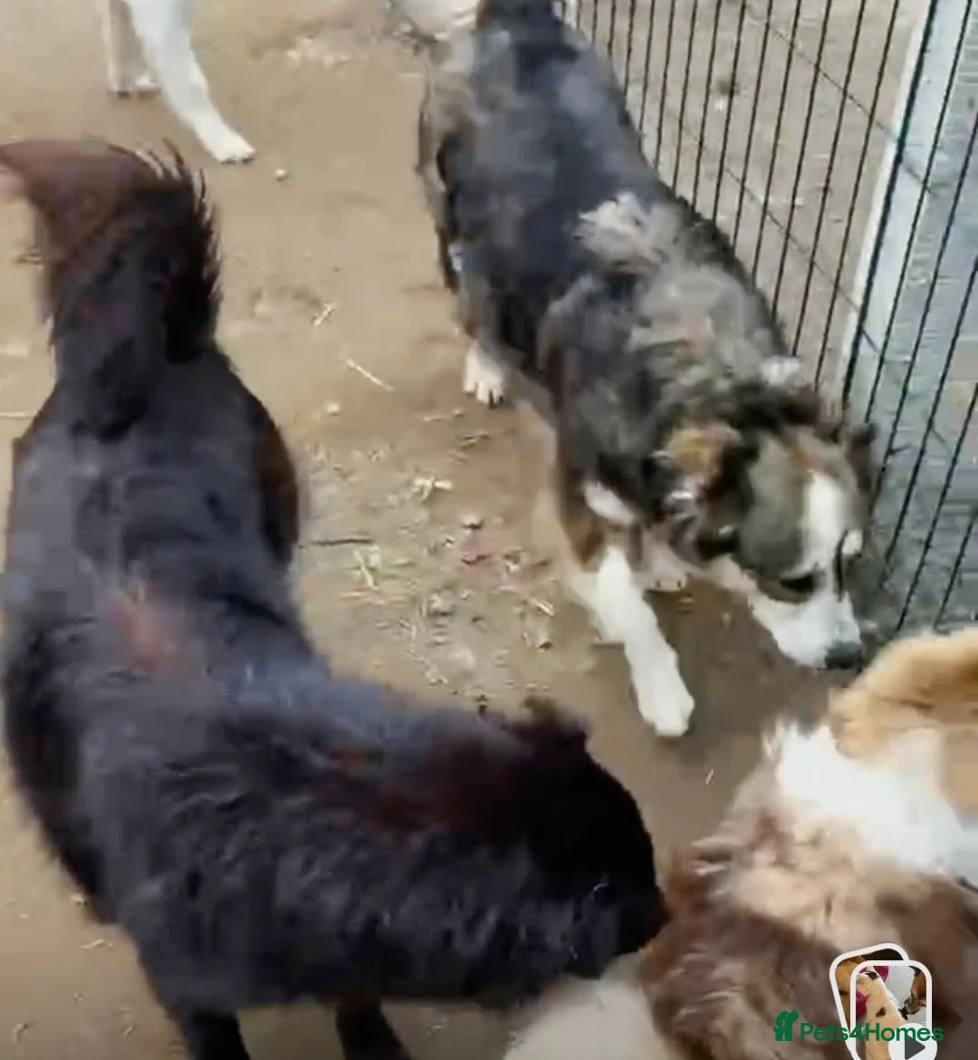 Mixed Breed dogs for sale: Sweet collie type girl - N Macedonian rescue - Advert 2