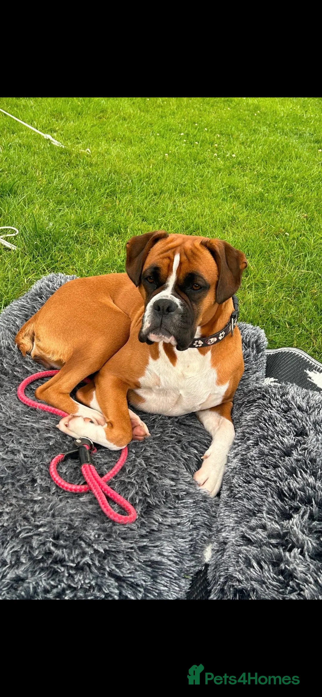 Boxer dogs for sale: Beautiful Red & White Boxer Puppies – Ready August - Advert 16