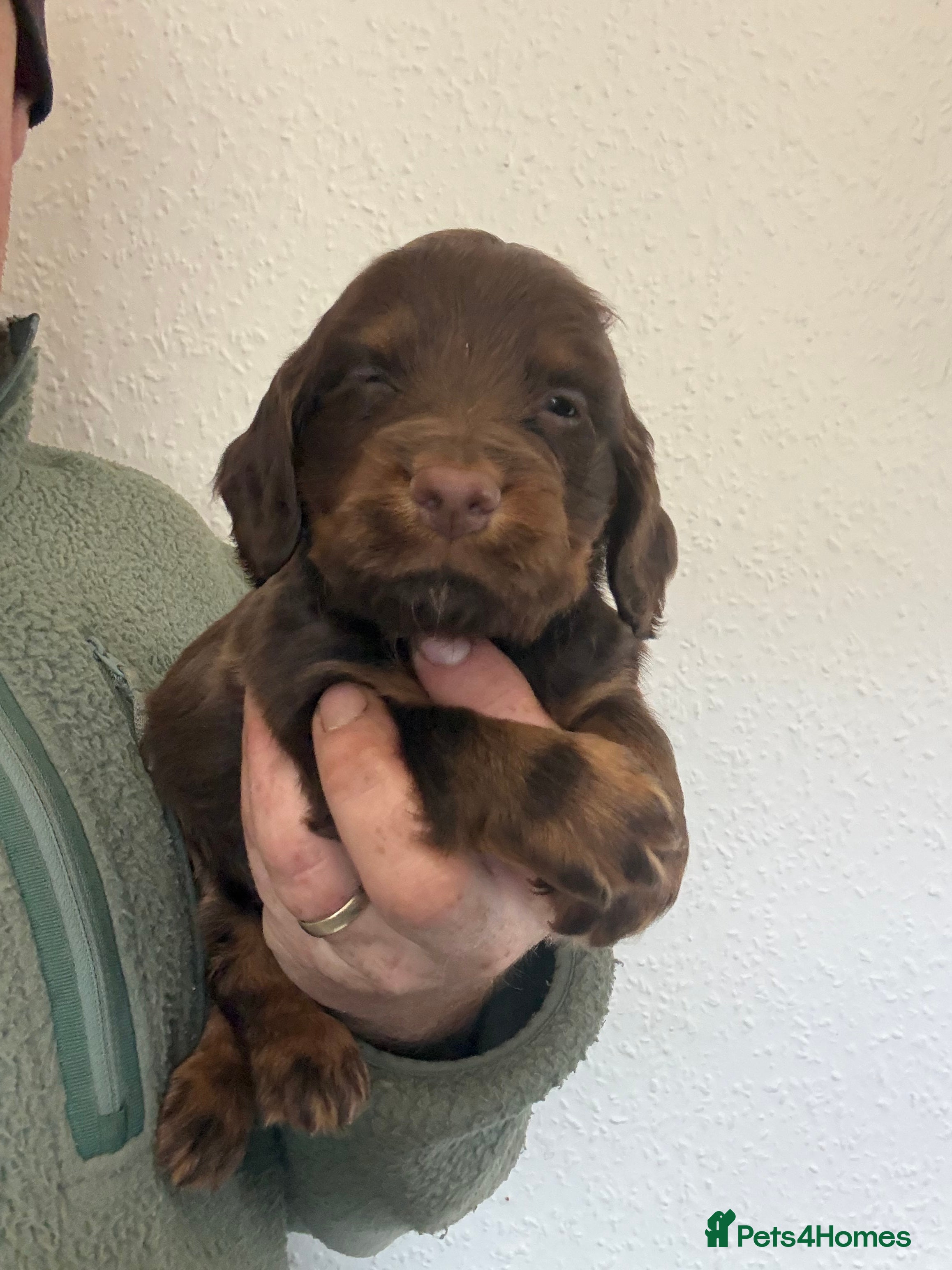 Cocker Spaniel dogs Stunning Cocker Spaniel Pups - Advert 4